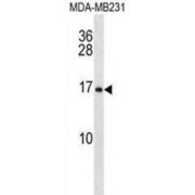 Microfibrillar Associated Protein 2 (MFAP2) Antibody