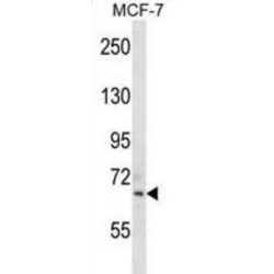 Sialic Acid Binding Ig Like Lectin 11 (SIGLEC11) Antibody