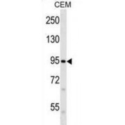 Piezo-Type Mechanosensitive Ion Channel Component 2 (PIEZO2) Antibody