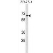Transmembrane Protein 117 (TM117) Antibody