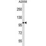 Coiled-Coil Domain-Containing Protein 46 (CCDC46) Antibody
