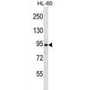 Ubiquitin Carboxyl-Terminal Hydrolase 37 (UBP37) Antibody