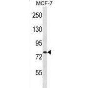 Solute Carrier Family 24 Member 3 (SLC24A3) Antibody