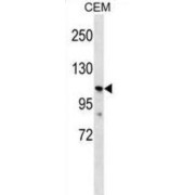 Polycystin-2L1 (PKD2L1) Antibody