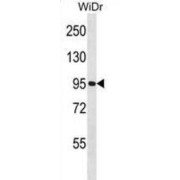 Guanine Nucleotide Binding Protein Like Protein 2 (GNL2) Antibody