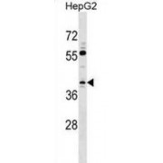 Transcription Elongation Factor A3 (TCEA3) Antibody