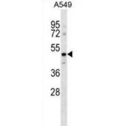 G Protein Coupled Receptor 37 Like 1 (GPR37L1) Antibody