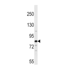 Aryl Hydrocarbon Receptor Nuclear Translocator 2 (ARNT2) Antibody