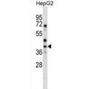 Protein Wnt-6 (WNT6) Antibody