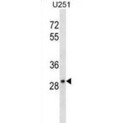 Fas Apoptotic Inhibitory Molecule 2 (FAIM2) Antibody