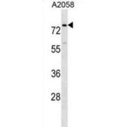 Breast Carcinoma-Amplified Sequence 1 (BCAS1) Antibody