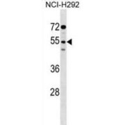 abx028955