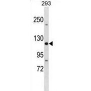 Tight Junction Protein ZO-3 (TJP3) Antibody