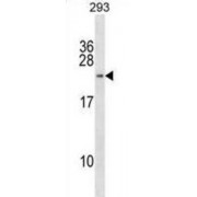 Histone H2B Type W-T (H2BFWT) Antibody