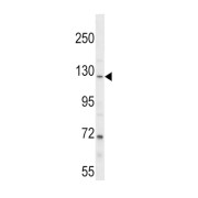 WB analysis of NCI-H292 cell line lysates.