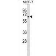 Transmembrane Protein 5 (TMEM5) Antibody