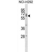 Zinc Finger Protein 350 (ZNF350) Antibody
