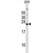 Glutathione Peroxidase 8 (GPX8) Antibody