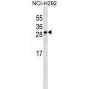 Rieske Domain-Containing Protein (RFESD) Antibody