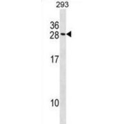 MARCKS-Like Protein 1 (MARCKSL1) Antibody