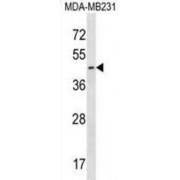 EGLN2 Antibody