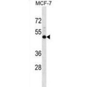 abx029084