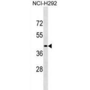 WB analysis of NCI-H292 cell line lysates.