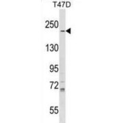 Ras GTPase-Activating-Like Protein IQGAP1 (IQGAP1) Antibody