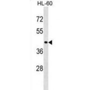 Ras Association Domain-Containing Protein 7 (RASSF7) Antibody