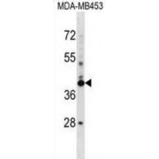 SRR1-Like Protein (SRRD) Antibody