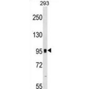 Glutamate Metabotropic Receptor 7 (GRM7) Antibody