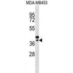 Selenoprotein P / SEPP1 (SELENOP) Antibody