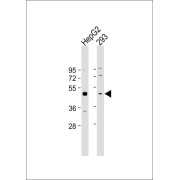 Western blot analysis of HepG2 and 293 whole cell lysates (20 μg per lane), using SELENOP Antibody (1/2000 dilution), HRP-Conjugated Goat Anti-Rabbit IgG, H+L (1/10000 dilution) and 5% NFDM/TBST Blocking Buffer. Calculated MW: 43 kDa.