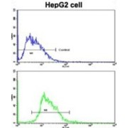 Estrogen Receptor Beta (ESR2) Antibody