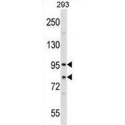 Protein Transport Protein Sec23A (SEC23A) Antibody
