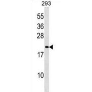 Peptidylprolyl Isomerase-Like 3 / CYPJ (PPIL3) Antibody