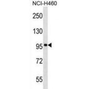 WB analysis of NCI-H460 cell line lysates (35 µg).