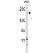 Acetyl Coenzyme A Carboxylase Alpha (ACACA) Antibody