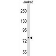 Tripartite Motif-Containing Protein 46 (TRIM46) Antibody