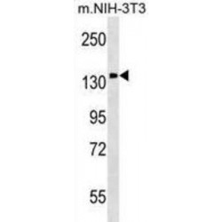 Phosphatidylinositol Transfer Protein Membrane Associated 1 (PITPNM1) Antibody