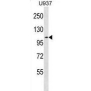 Mutated In Colorectal Cancers (MCC) Antibody