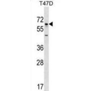 WB analysis of T47D cell line lysates (35 µg/ml), using GBP5 antibody.