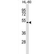 Germ Cell-Specific Gene 1 Protein (GSG1) Antibody