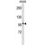 Pleckstrin Homology And RhoGEF Domain Containing G5 (PLEKHG5) Antibody