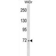 DEAD-Box Helicase 4 (DDX4) Antibody