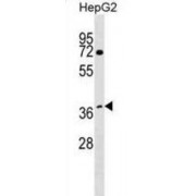 WD Repeat-Containing Protein 68 (WDR68) Antibody