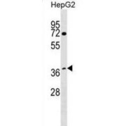 WD Repeat-Containing Protein 68 (WDR68) Antibody