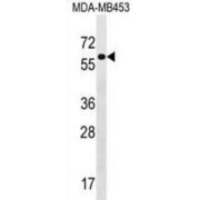 abx029465