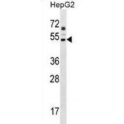 Arylacetamide Deacetylase-Like 2 (AADACL2) Antibody