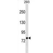 Leucine Zipper And EF-Hand Containing Transmembrane Protein 1 (LETM1) Antibody